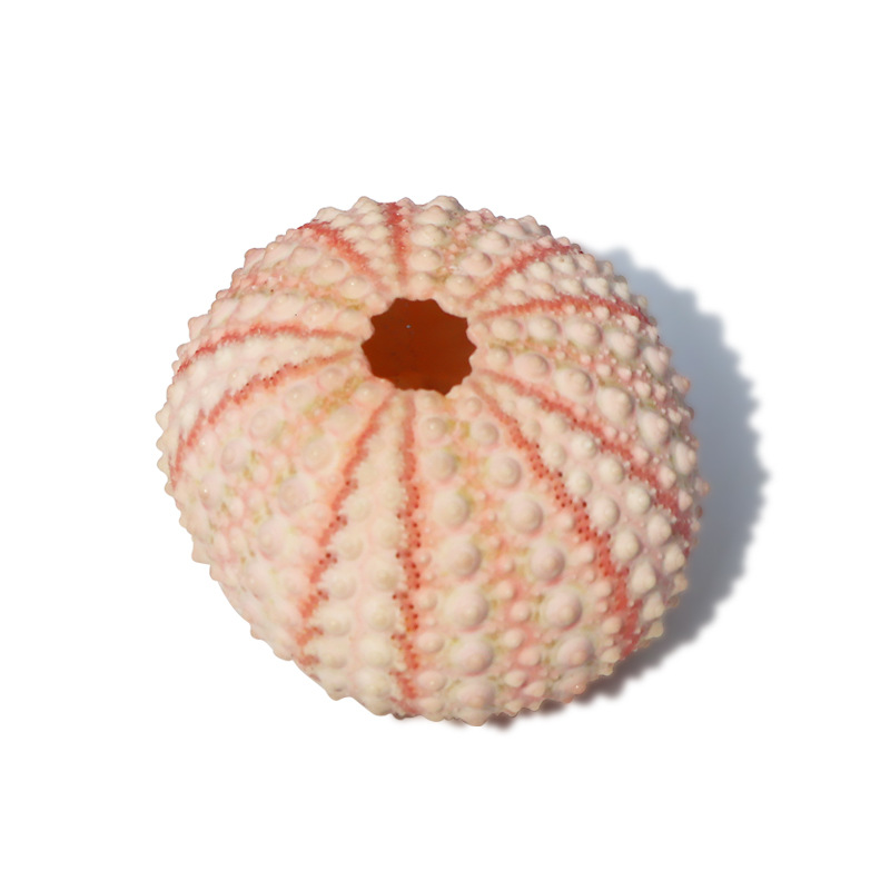 Natural Sea Urchin Shell Specimen Air Pineapple Flower Pot Home Floor Decoration Shell Conch Sea Urchin Crafts Wholesale