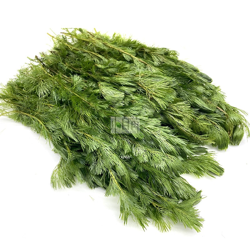 Green Chrysanthemum Aquatic Plants Live Wholesale Fish Tank Landscaping Real Aquatic Plants Decoration Aquarium Ornamental Background Grass Stems in Bulk