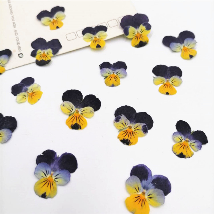 Материал для закладок и открыток с фиалками, ароматическая свеча, сухие цветы, вечные цветы, клей для мобильных телефонов