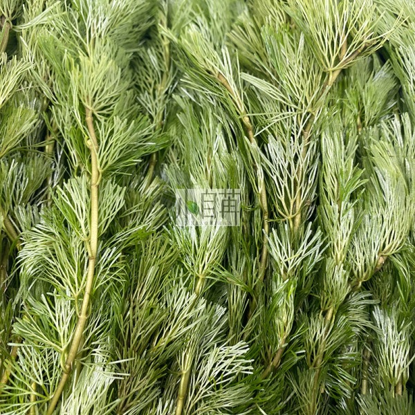 Green Chrysanthemum Aquatic Plants Live Wholesale Fish Tank Landscaping Real Aquatic Plants Decoration Aquarium Ornamental Background Grass Stems in Bulk