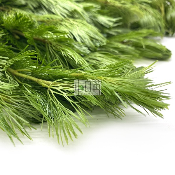 Green Chrysanthemum Aquatic Plants Live Wholesale Fish Tank Landscaping Real Aquatic Plants Decoration Aquarium Ornamental Background Grass Stems in Bulk