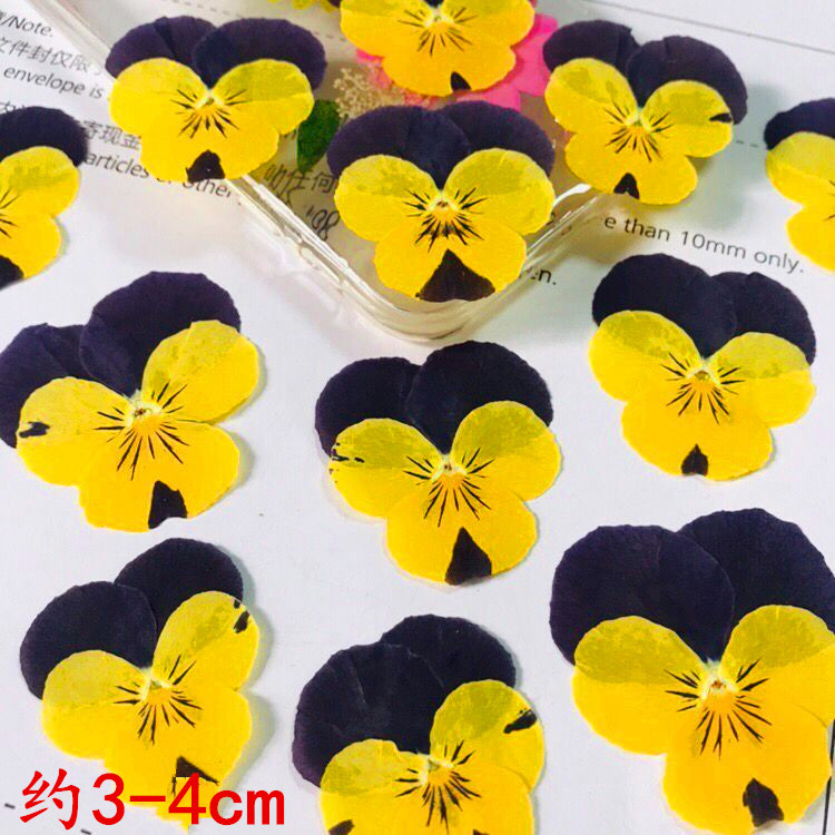 Pansy Pansy Diy Bookmark Greeting Card Material Aromatherapy Candle Dried Flower Eternal Flower Drop Glue Mobile Phone Embossing