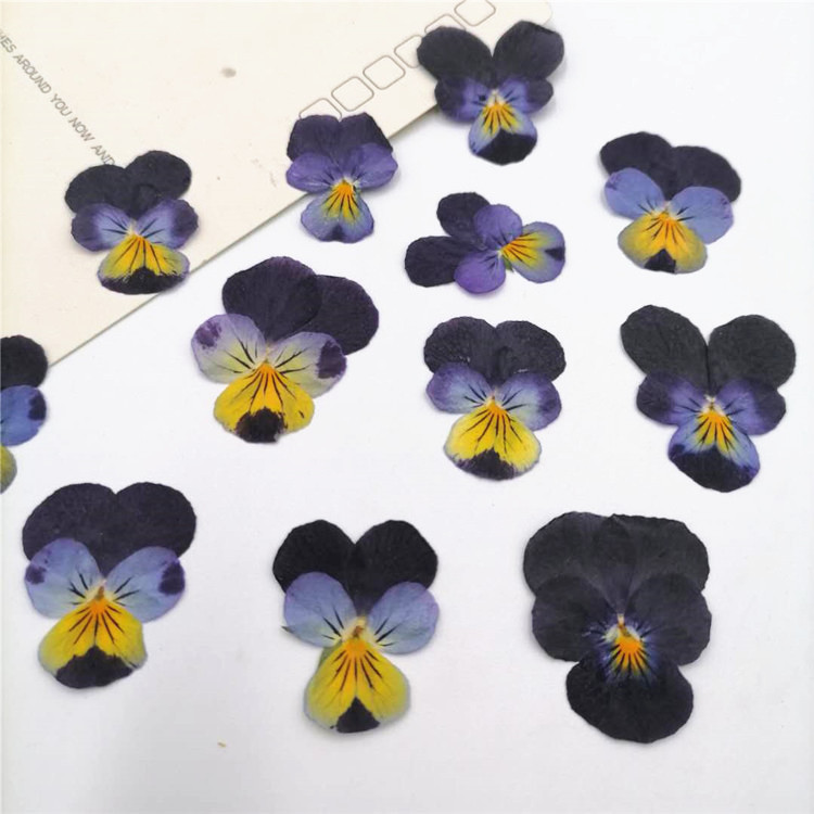 Pansy Pansy Diy Bookmark Greeting Card Material Aromatherapy Candle Dried Flower Eternal Flower Drop Glue Mobile Phone Embossing