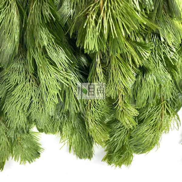 Green Chrysanthemum Aquatic Plants Live Wholesale Fish Tank Landscaping Real Aquatic Plants Decoration Aquarium Ornamental Background Grass Stems in Bulk