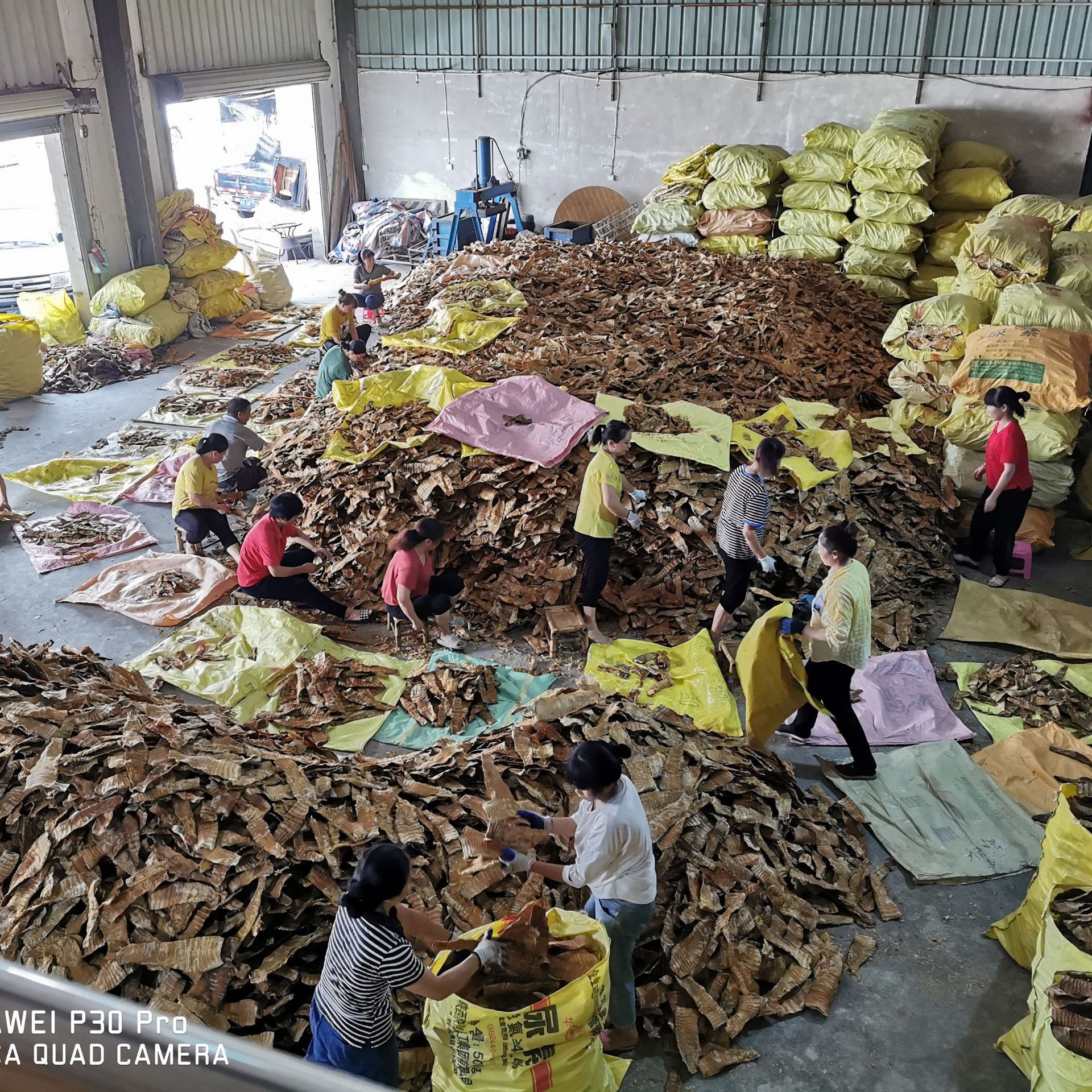 Wholesale Dried Bamboo Shoots, Tender Bamboo Shoot Tips, Fujian Yong'An Bamboo Shoots, Charcoal-Grilled Bamboo Shoots, Farm Bamboo Shoots, High Mountain Bamboo Shoots, Spring Bamboo Shoots, Bamboo Shoot Strips, High Mountain Dried Bamboo Shoots