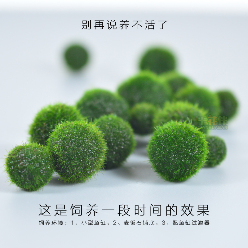 Seaweed Ball Marimo Ecological Bottle Desktop Fish Tank Hydroponic Plant Aquatic Plant Landscaping Micro Landscape Water Algae Ball Marimo