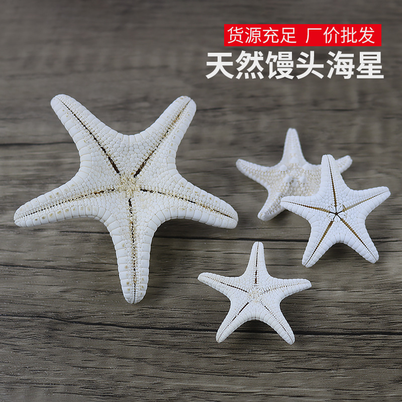 Natural Conch Shell Steamed Bread Five Fingers Overlord Starfish Mediterranean Platform Decorations Wall Ornaments Collection Wholesale