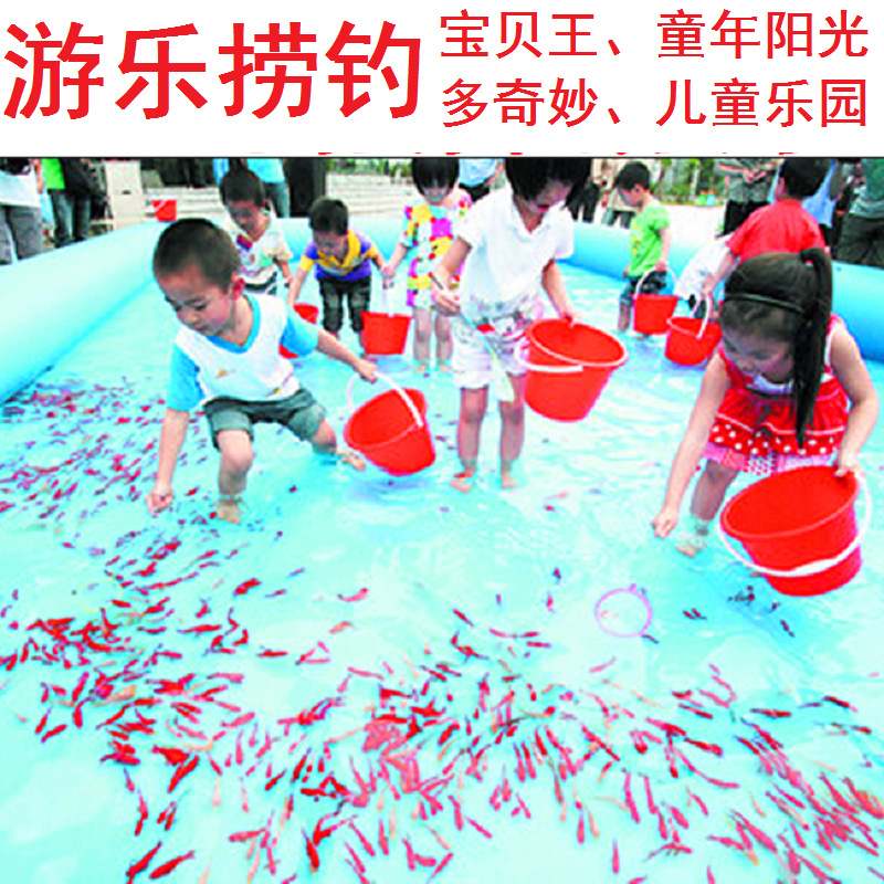 Small Goldfish, Red Grass Carp, Live Feed Fish, Cold Water Ornamental Fish, Live Fish Fry for Sale in Shanghai