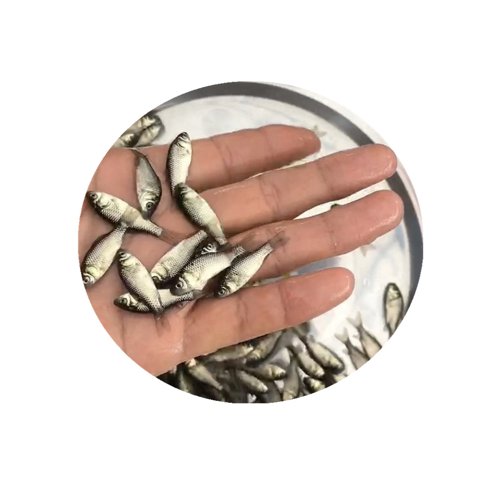 Guangdong High-Quality Crucian Carp Fry Wholesale Freshwater Fish Fry Live Sale Zhongke Crucian Carp Fry Farm Direct Sale White Crucian Carp