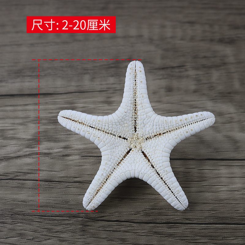 Natural Conch Shell Steamed Bread Five Fingers Overlord Starfish Mediterranean Platform Decorations Wall Ornaments Collection Wholesale