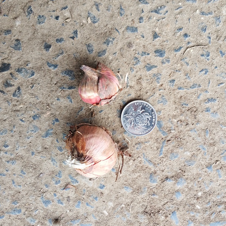 Gladiolus Bulbs Perennial Bulbs Florals Gladiolus Bulbs Potted Seeds Florals All Year Round Courtyard Gladiolus Bulbs