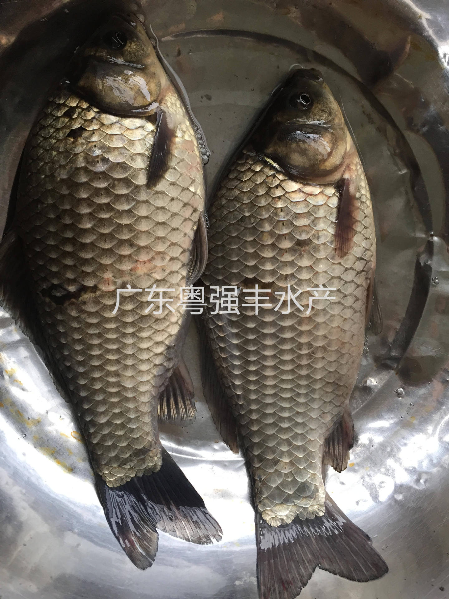 Guangdong High-Quality Crucian Carp Fry Wholesale Freshwater Fish Fry Live Sale Zhongke Crucian Carp Fry Farm Direct Sale White Crucian Carp