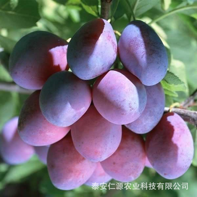 Prune Plum Saplings, French Plum Saplings, Crisp Sweet Plum Plum Saplings, Xinjiang Prune Fruit Sapling Base Wholesale