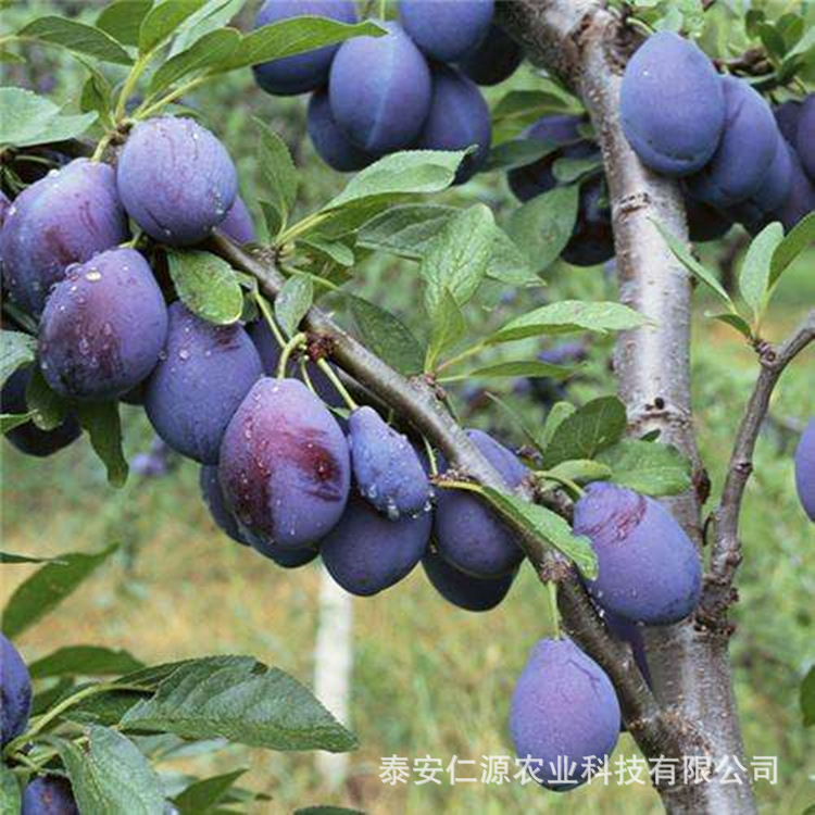 Prune Plum Saplings, French Plum Saplings, Crisp Sweet Plum Plum Saplings, Xinjiang Prune Fruit Sapling Base Wholesale