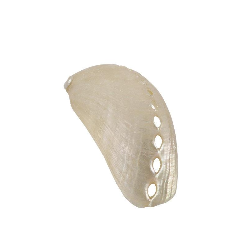 Natural Conch Abalone Shell Polished New Zealand Large Shell Donkey Ear Abalone Photo Props Fish Tank Landscape Decoration Wholesale