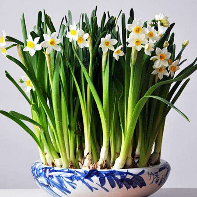 Луковицы нарциссов, гидропонные горшечные растения, однопеталевые и двупеталевые, цветущие нарциссы этого года