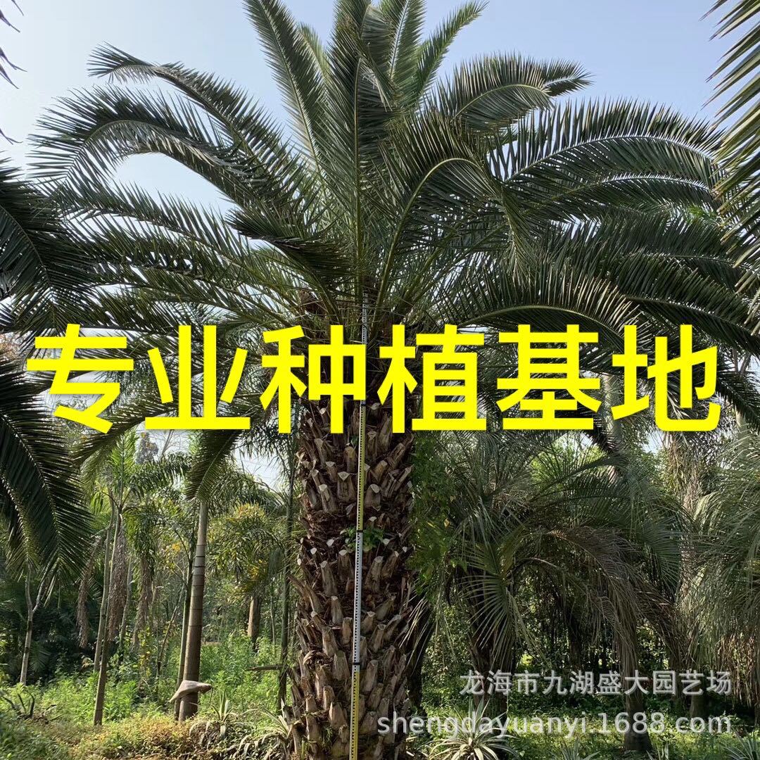 Guangdong Canary Sea Date Quotes Zhejiang Canary Sea Date Prices Fujian Canary Sea Date Tree Wholesale
