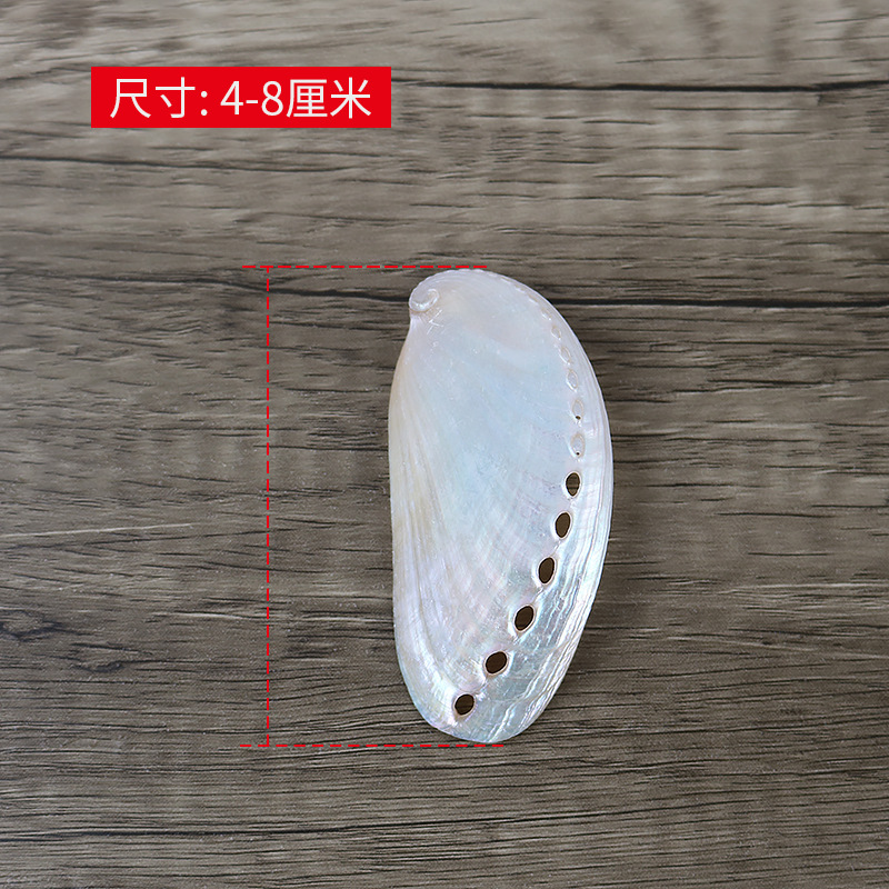 Natural Conch Abalone Shell Polished New Zealand Large Shell Donkey Ear Abalone Photo Props Fish Tank Landscape Decoration Wholesale