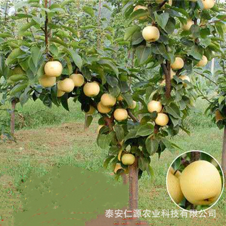 Golden Pear Saplings, Zaosu Red Pear Sapling Base Cultivation, Pear Sapling Planting and Management