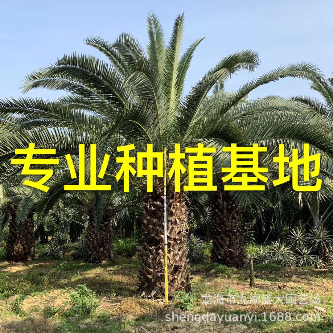 Guangdong Canary Sea Date Quotes Zhejiang Canary Sea Date Prices Fujian Canary Sea Date Tree Wholesale