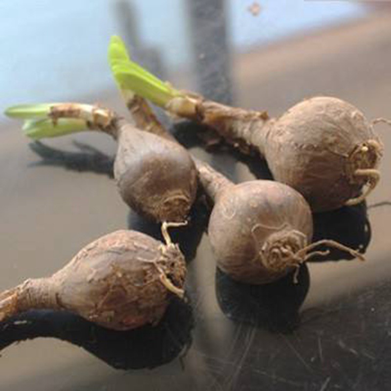 Lycoris radiata other shore flower seed ball Manzhu Shahua seed safflower exchange brocade stone garlic seed ball potted balcony courtyard bud Lycoris radiata