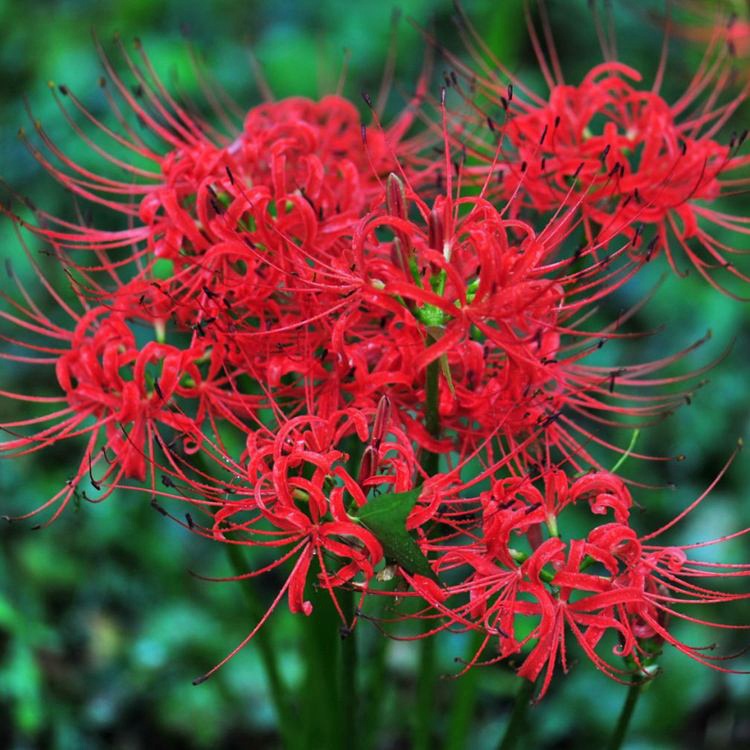 Луковицы ликориса радиата, семена цветка с другого берега, обмен семенами маньчжурского шафрана, горшечные саженцы для балкона