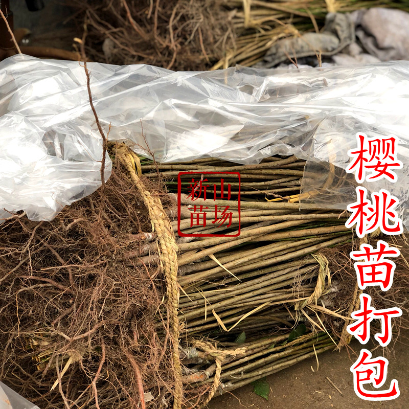 Southern Cherry Seedlings [20 Plants or More, Free Shipping] Hongfei Southern Large Cherry Cherry New Variety Base