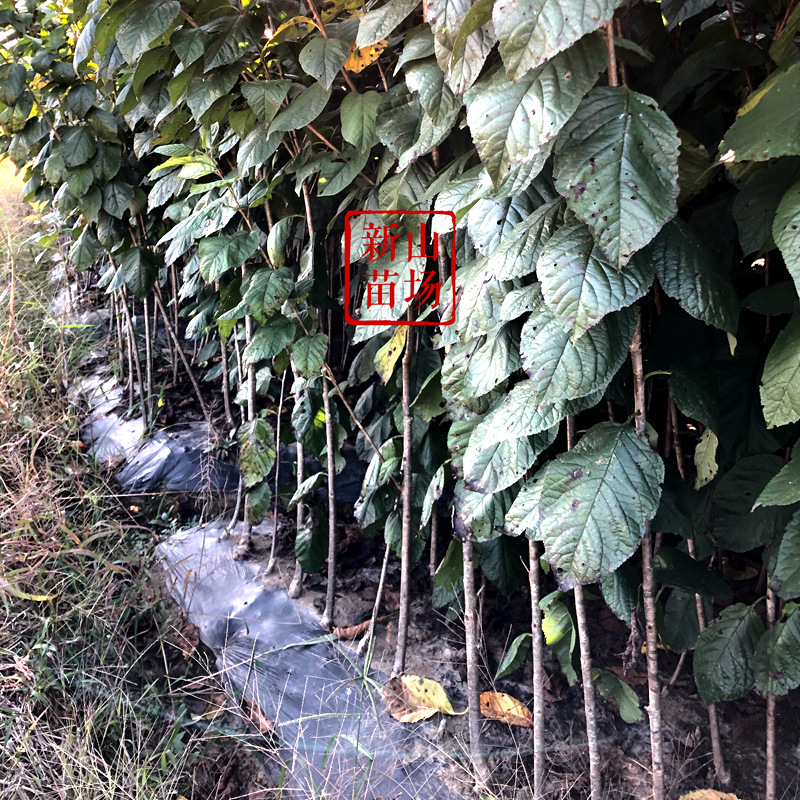 Southern Cherry Seedlings [20 Plants or More, Free Shipping] Hongfei Southern Large Cherry Cherry New Variety Base