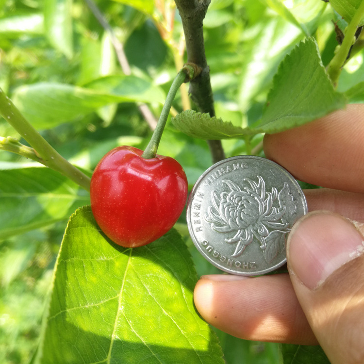 Southern Cherry Seedlings [20 Plants or More, Free Shipping] Hongfei Southern Large Cherry Cherry New Variety Base