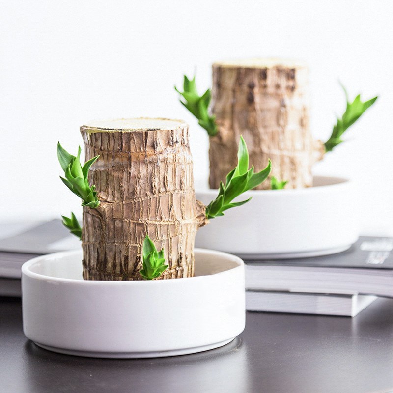 Brazilian wood hydroponic plant lucky wood stump desktop potted Groot four seasons easy to sprout Brazilian wood