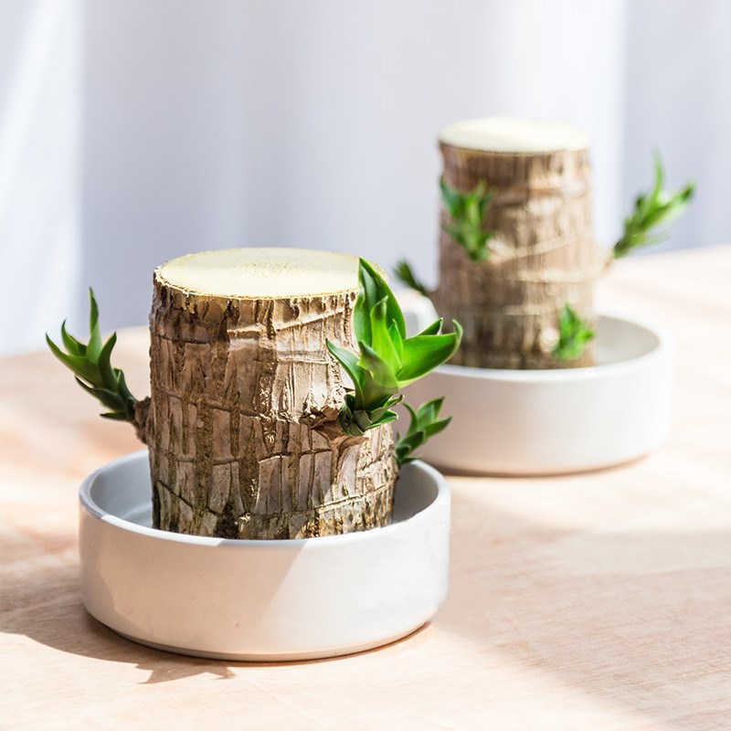 Brazilian wood hydroponic plant lucky wood stump desktop potted Groot four seasons easy to sprout Brazilian wood