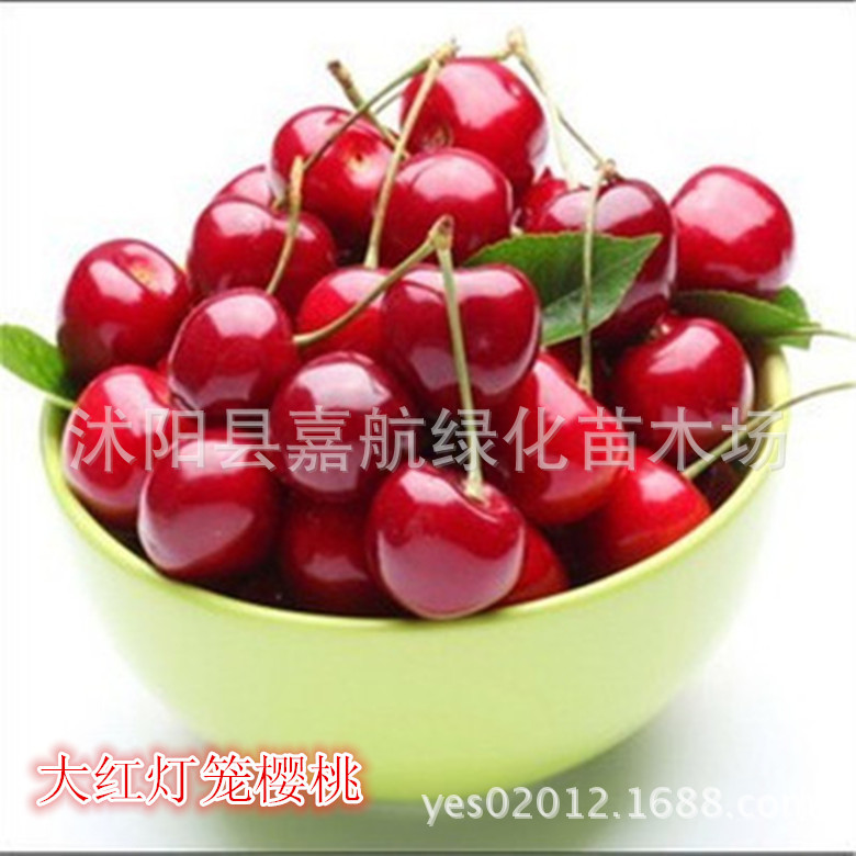 Large Cherry Seeds Cherry Cherry Cherry Tree Seeds Ukrainian Large Cherry Cherry Seedlings South
