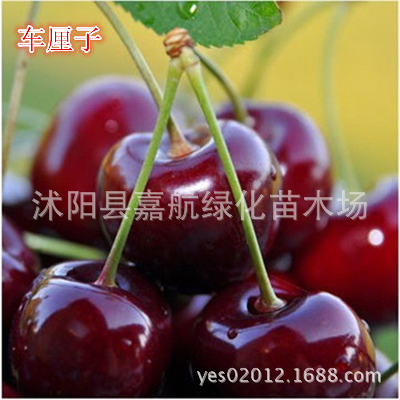 Large Cherry Seeds Cherry Cherry Cherry Tree Seeds Ukrainian Large Cherry Cherry Seedlings South