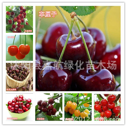 Семена большого черешни, семена черешни, семена черешни, украинская большая черешня, саженцы южной черешни