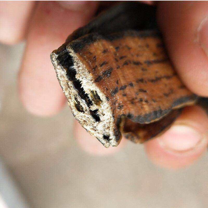 Leech Dry Goods, Scorpion and Centipede Dry Goods, Soil Element Dry Goods, Leech Dry Goods, 5 Leeches