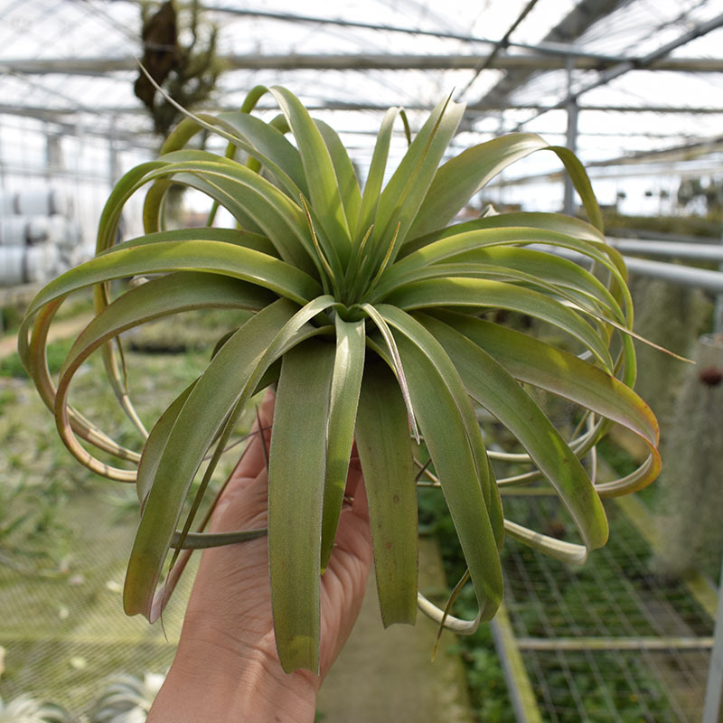 Base Straight Hair Air Pineapple Tropical Rainforest Eric Knoblock