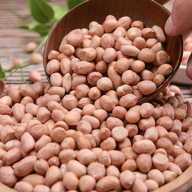 In the season, a large number of new white sand peanuts are produced by in stock farmers.