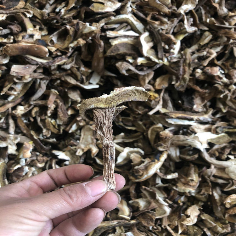 Yunnan source factory direct supply White beef liver delicious Boletus B goods hot pot soup bottom natural wholesale large quantity from