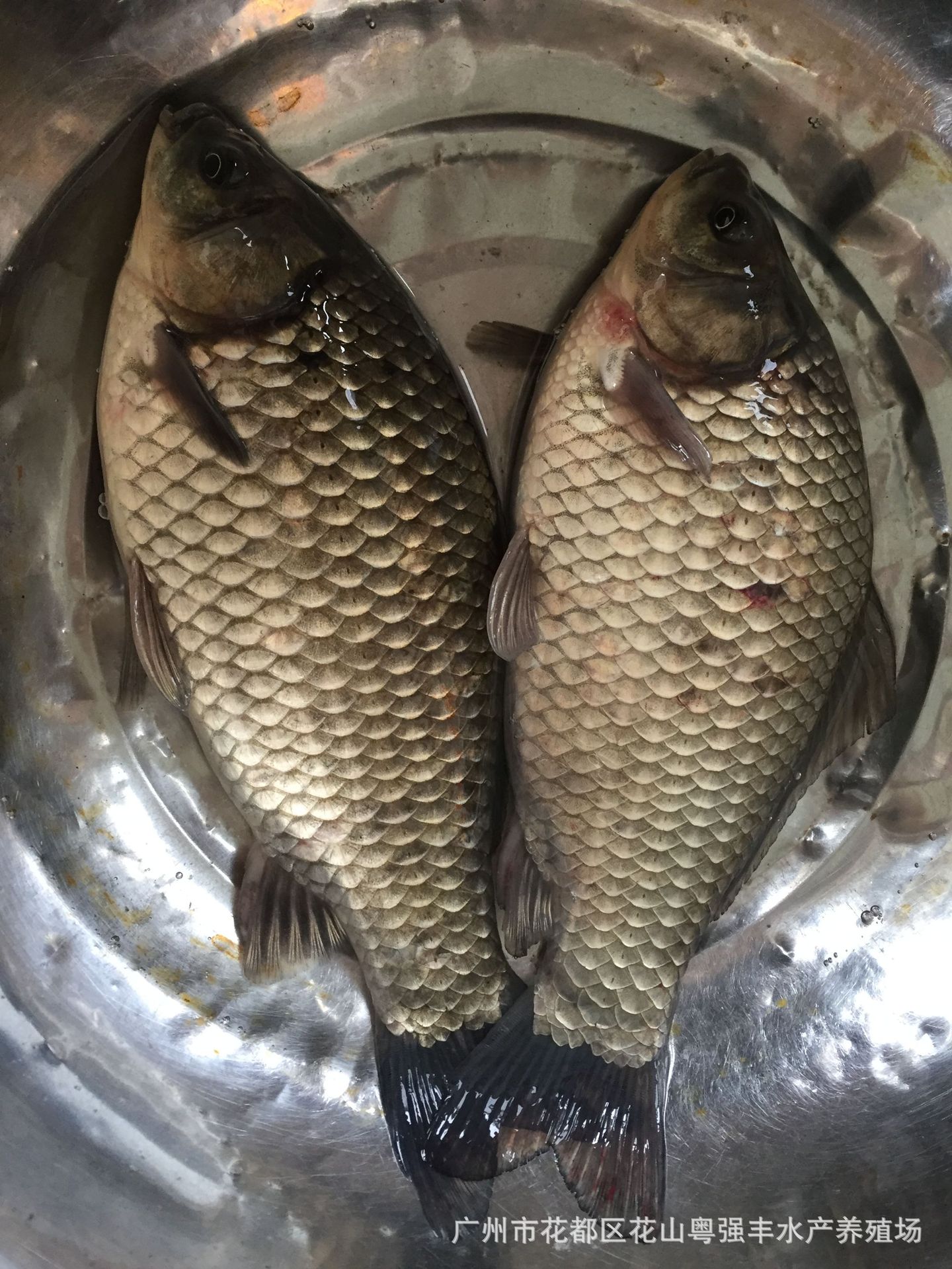 Guangdong High-Quality Crucian Carp Fry Wholesale Freshwater Fish Fry Live Sale Zhongke Crucian Carp Fry Farm Direct Sale White Crucian Carp
