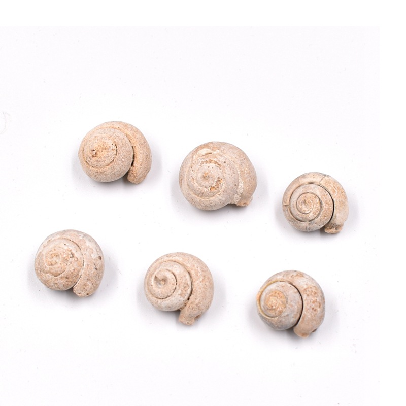 Original Factory Wholesale Paleontology Ocean Belly White Round Worm Snail Fossil Raw Stone Geological Science Teaching Specimen Ornaments