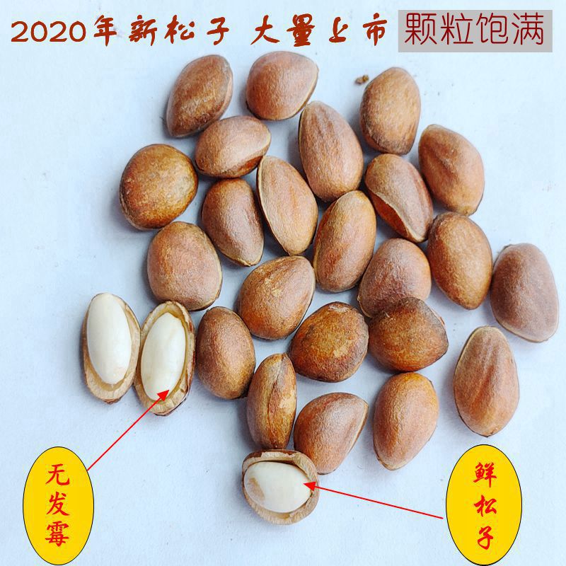 Pine Nuts from Qinba Mountain Region, Direct from the Manufacturer, 2023 New Crop Now Available, Wholesale Direct Supply to Longnan
