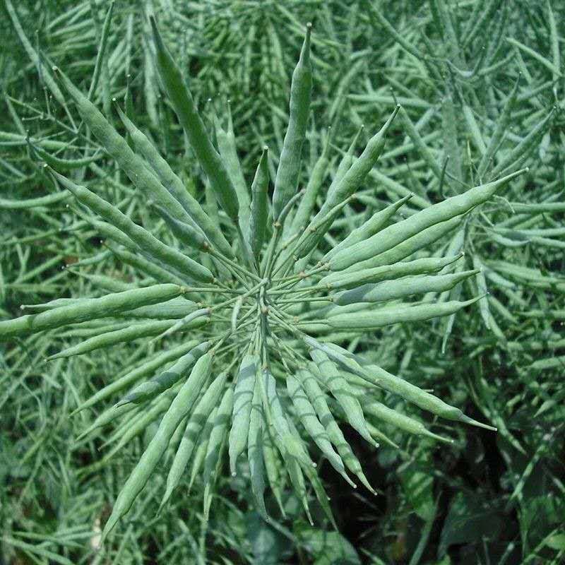 Rapeseed seasonal new products can be squeezed oil germination ornamental edible farm produced a large number of in stock wholesale a generation of hair