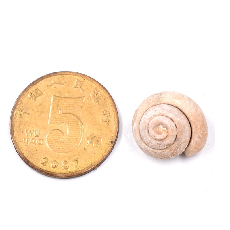Original Factory Wholesale Paleontology Ocean Belly White Round Worm Snail Fossil Raw Stone Geological Science Teaching Specimen Ornaments