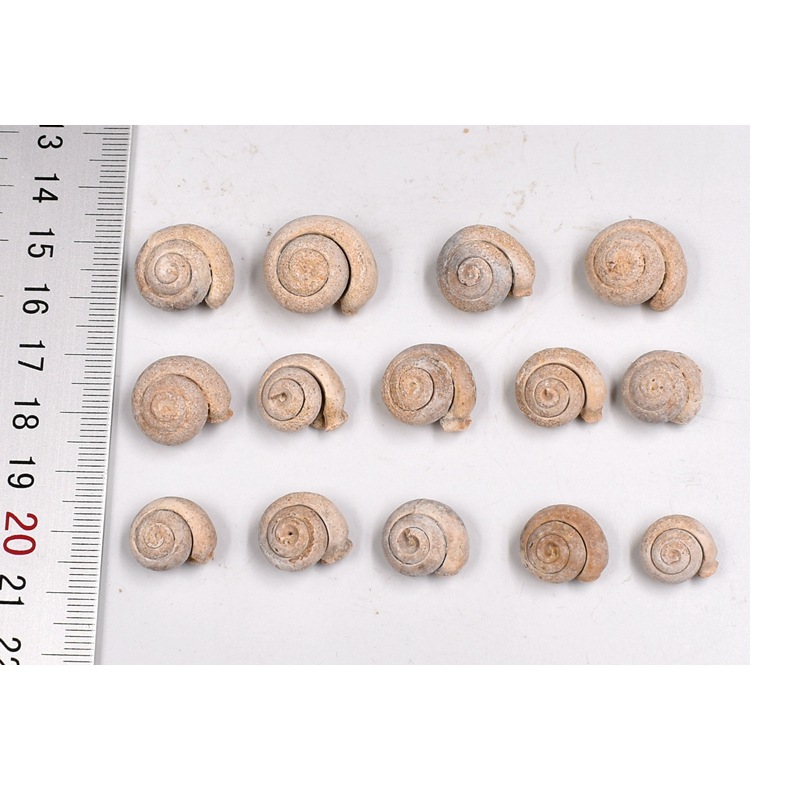 Original Factory Wholesale Paleontology Ocean Belly White Round Worm Snail Fossil Raw Stone Geological Science Teaching Specimen Ornaments
