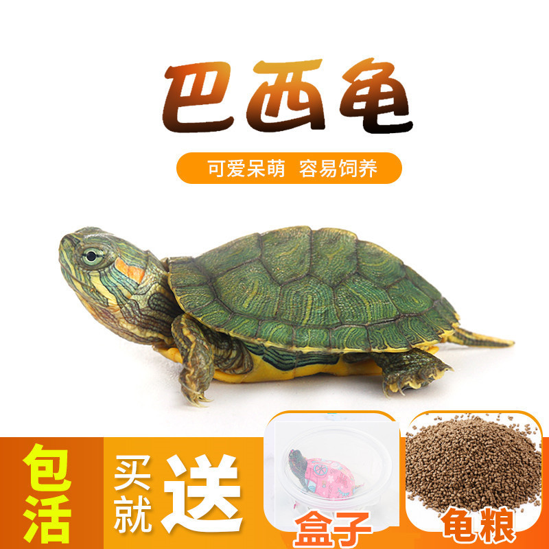 Живая черепаха, маленькая черепаха, бразильская рассада черепах, маленькие черепахи, живые существа, декоративные черепахи, рассада домашних черепах, прямая продажа от производителя