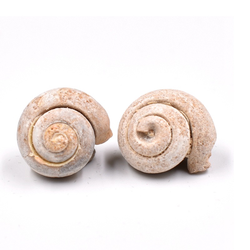 Original Factory Wholesale Paleontology Ocean Belly White Round Worm Snail Fossil Raw Stone Geological Science Teaching Specimen Ornaments