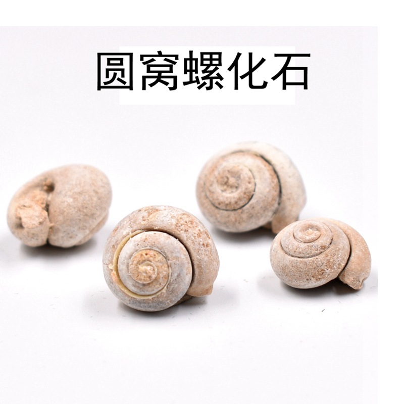 Оригинальная оптовая продажа палеонтологии окаменелость белого круглого червя улитки оригинальный камень образец для обучения геологии