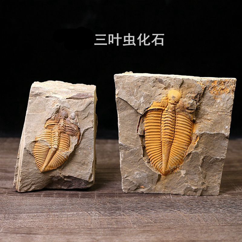 Окаменелость трилобита Хунань Сяньси оригинальный камень окаменелость древней морской жизни образец для популярной науки