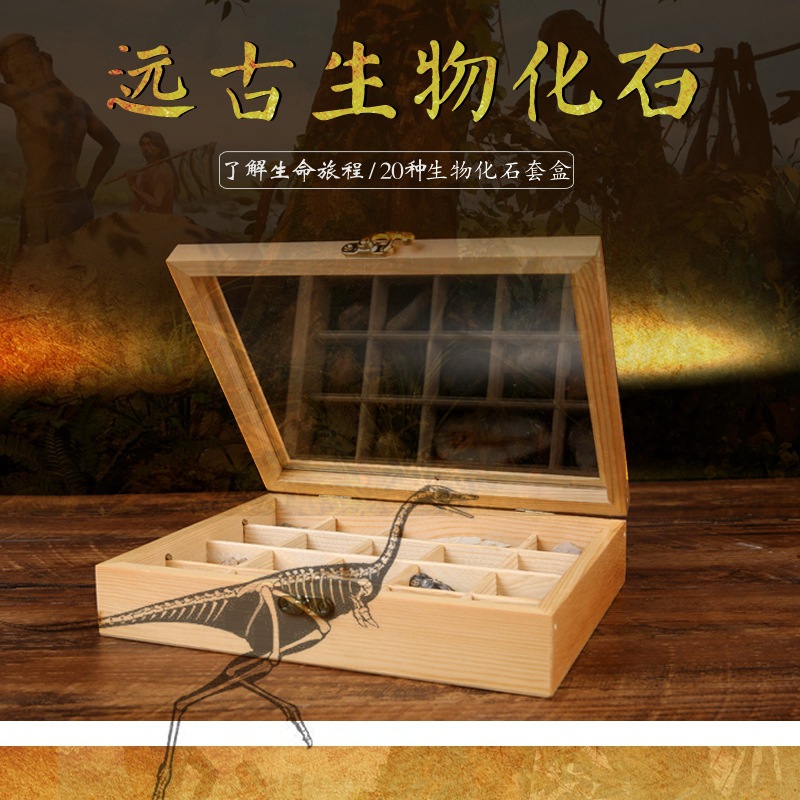 Ancient fossil original stone specimen set box trilobite amber stone decoration stone geological science teaching specimen