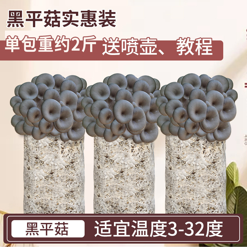 Mushroom Planting Package Kidsren's Mushroom Planting Potted Gift School Kindergarten Mushroom Package DIY Mushroom Planting Blind Box